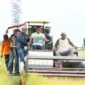 Bupati Sidrap Panen Raya Padi di Otting, Produktivitas Tembus 10 Ton per Hektar