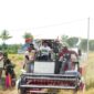 Bupati Sidrap Syaharuddin Alrif melaksanakan panen padi musim tanam I di Desa Talumae, Kecamatan Watang Sidenreng, Kabupaten Sidenreng Rappang