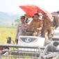 Syaharuddin Alrif Turun ke Sawah, Panen Padi Desa Lise Tembus 9,1 Ton