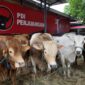 Pekuat Soliditas dan Kemanusiaan, Ridwan Wittiri Tebar 45 Sapi Kurban di Sulsel