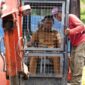 Bupati Sidenreng Rappang (Sidrap), Syaharuddin Alrif, menunjukkan keseriusannya dalam menata ruang publik dengan turun langsung meninjau pelataran Monumen Ganggawa