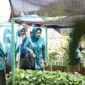 Dorong Ketahanan Pangan Keluarga, TP PKK Makassar Nilai Kebun Aku Hatinya PKK