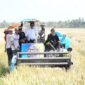 Produktivitas Capai 9,5 Ton per Hektare, Desa Botto Siap Menuju IP300