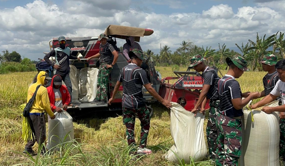 Prajurit Yonarmed 21/Kawali bersama warga lokal melakukan panen padi di lahan pertanian seluas tiga hektar yang ada di Batalyon Artileri Medan (Yonarmed) 21/Kawali di Desa Bulu Allamporenge, Kecamatan Bengo, Kabupaten Bone, (Foto: Istimewa)